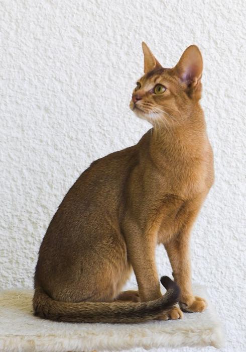 the Abyssinian