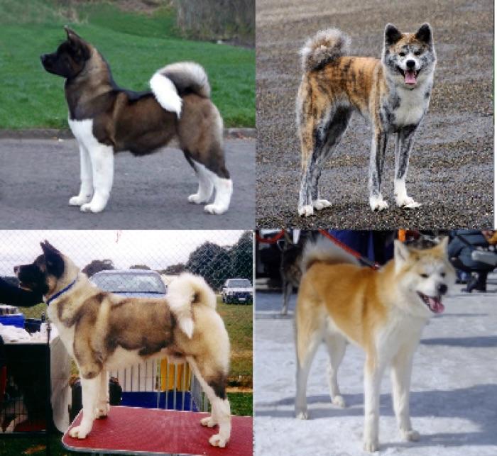 the Akita