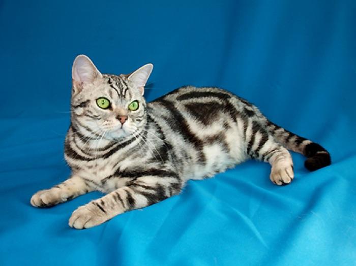 the American Shorthair