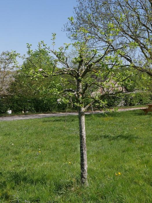 the apple tree