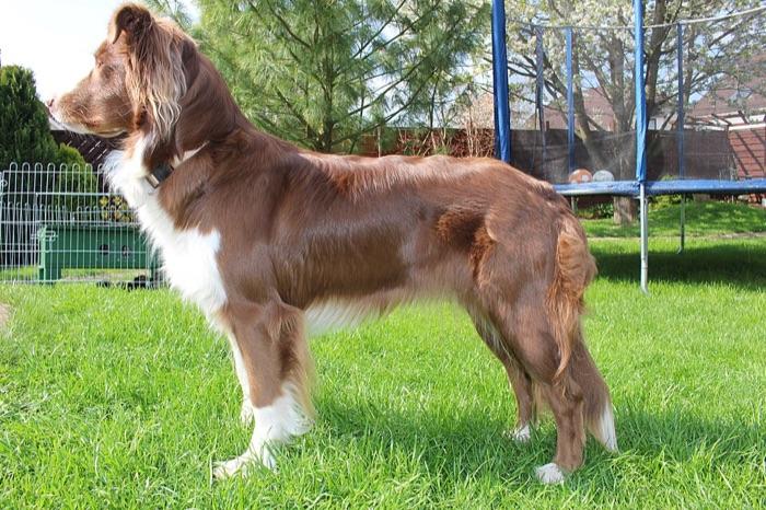 the Australian Shepherd