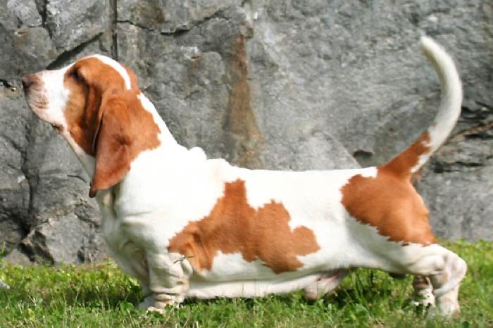 the Basset Hound