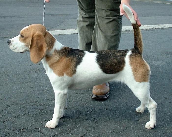 the beagle