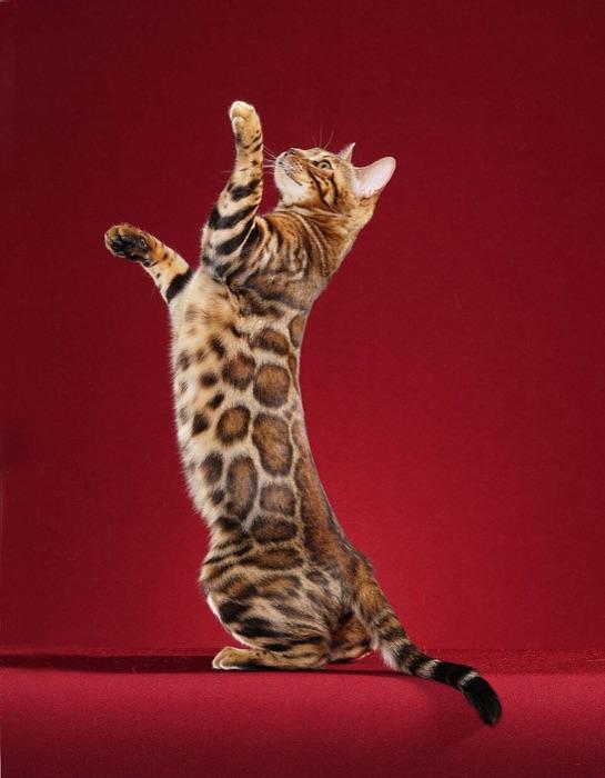 the Bengal