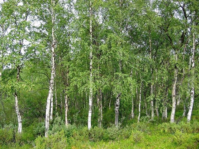 the birch