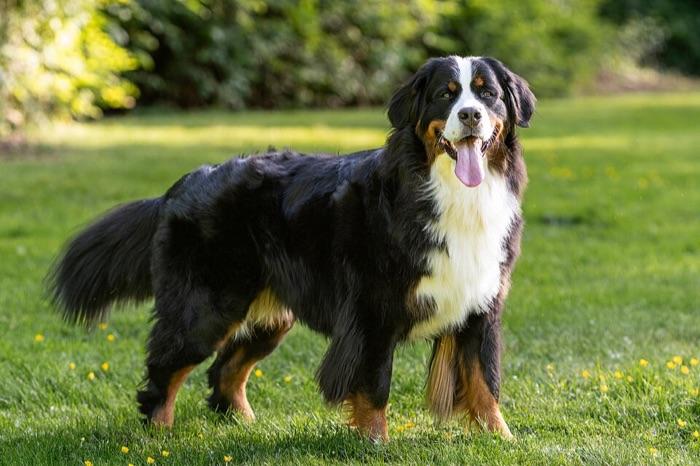 the Bernese Mountain Dog