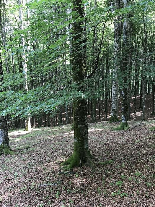 the beech