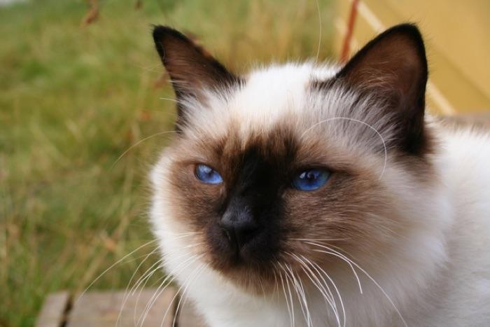 the Birman