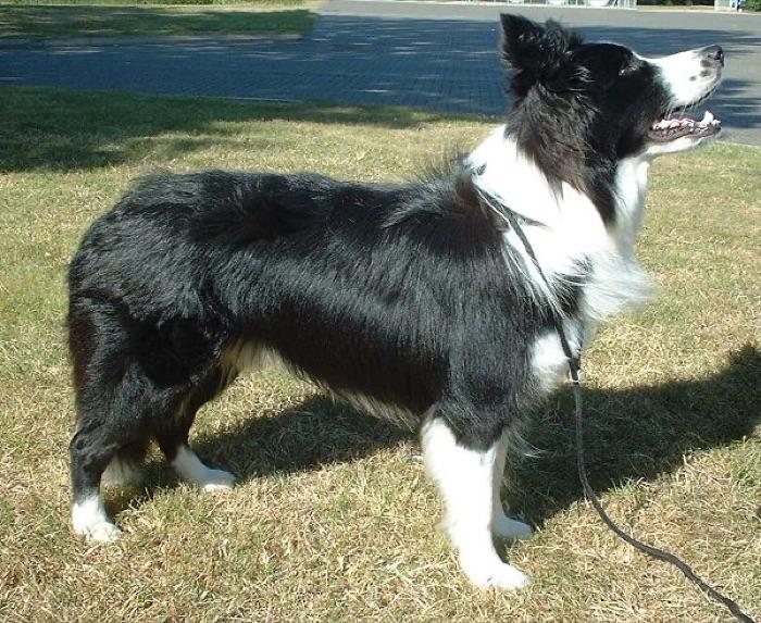 the Border Collie