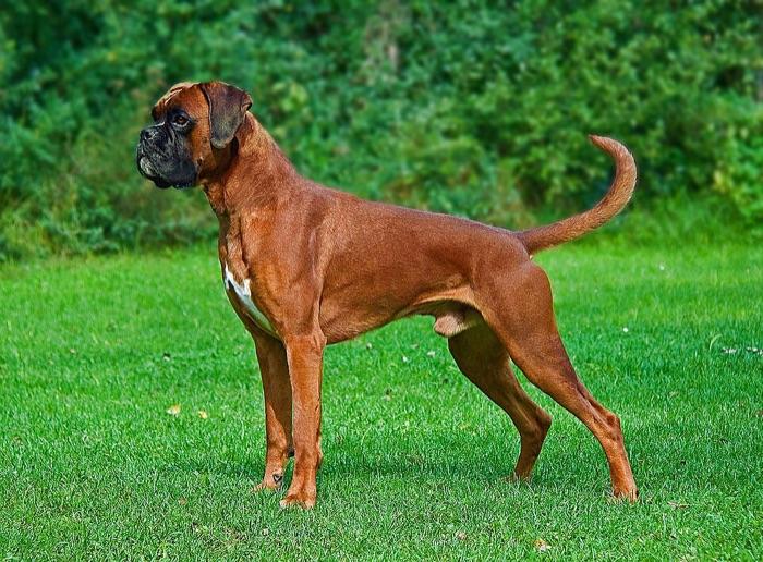 the boxer
