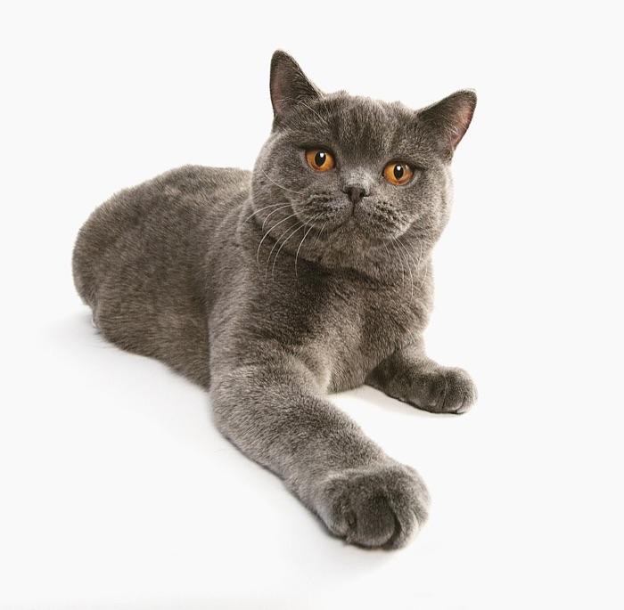 the British Shorthair