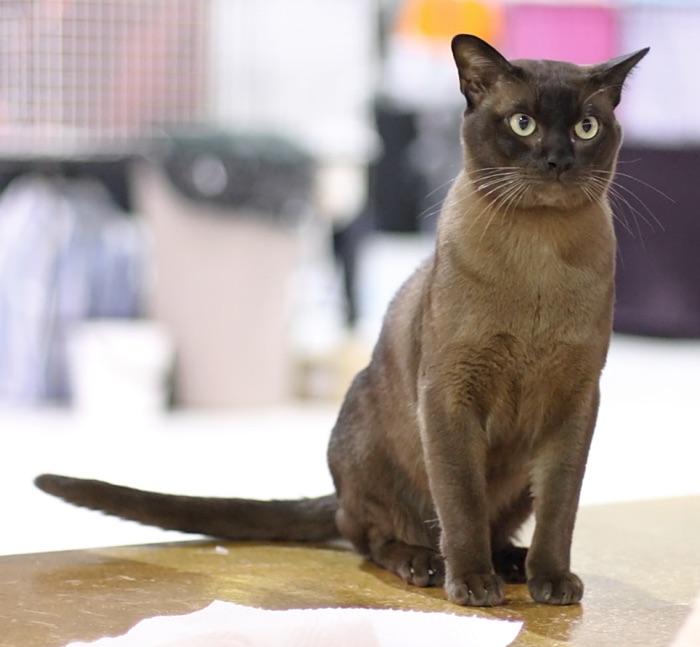 the Burmese