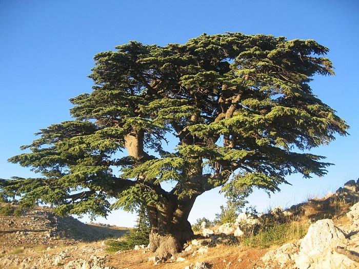 the cedar