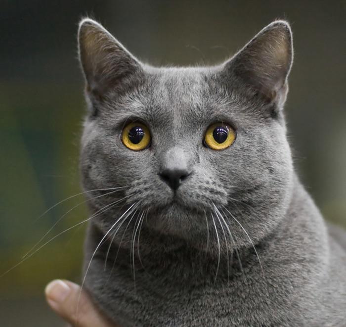 the Chartreux