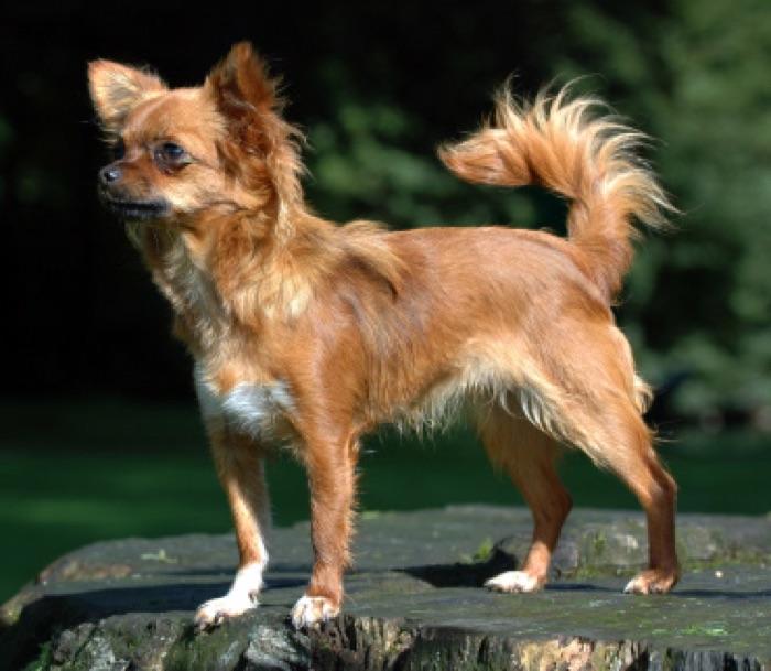 the chihuahua