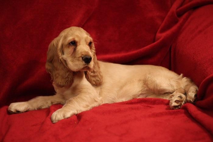 the Cocker Spaniel
