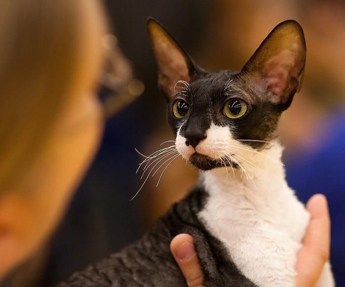 the Cornish Rex