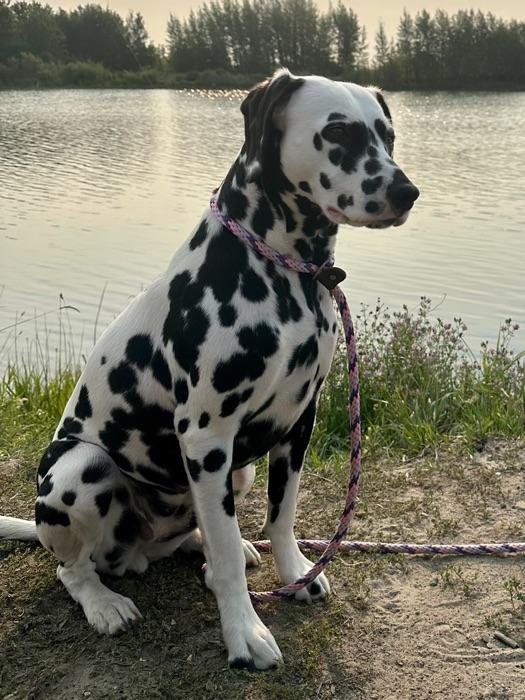 the Dalmatian