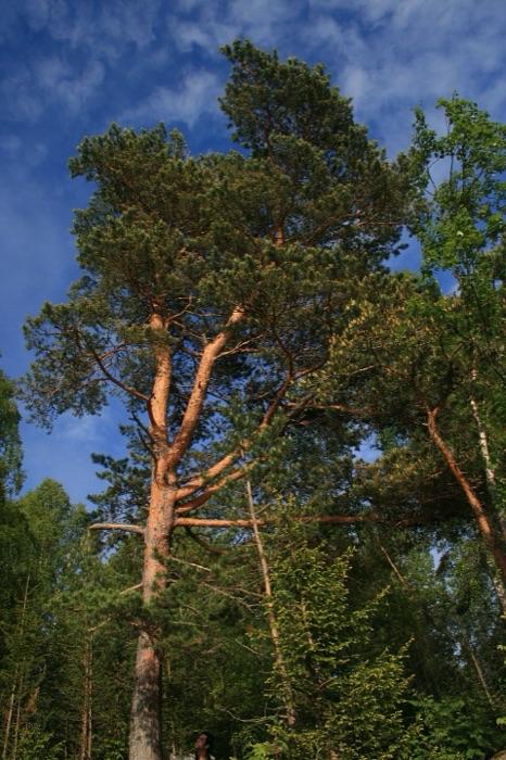 the pine