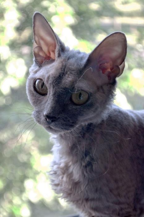 the Devon Rex