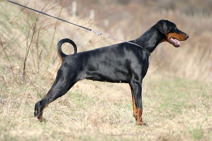 the Dobermann
