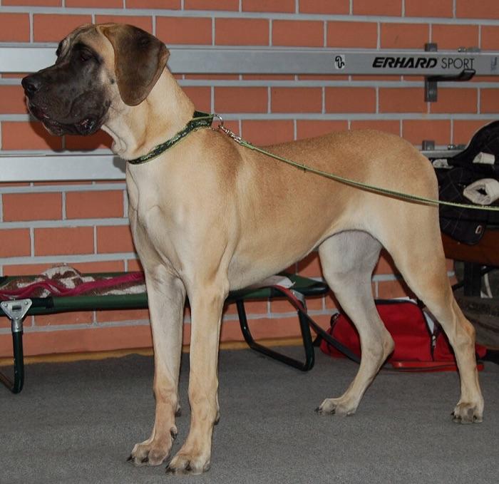 the Great Dane
