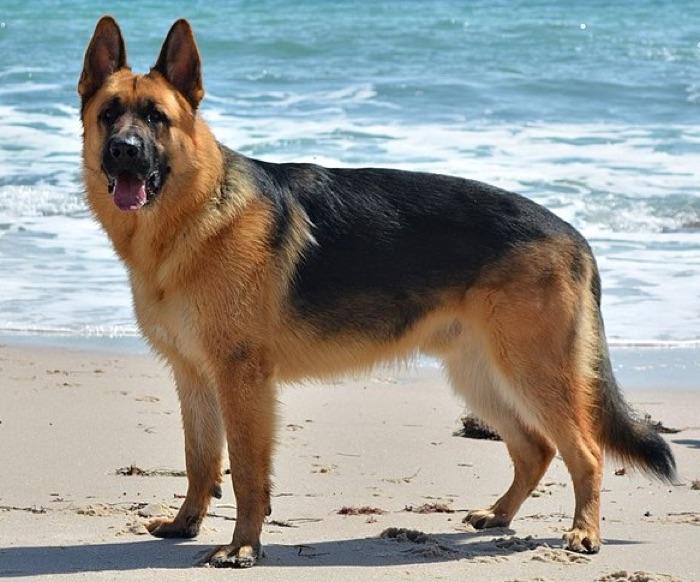 the German Shepherd