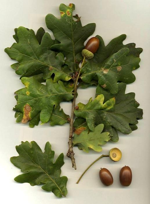 the oak