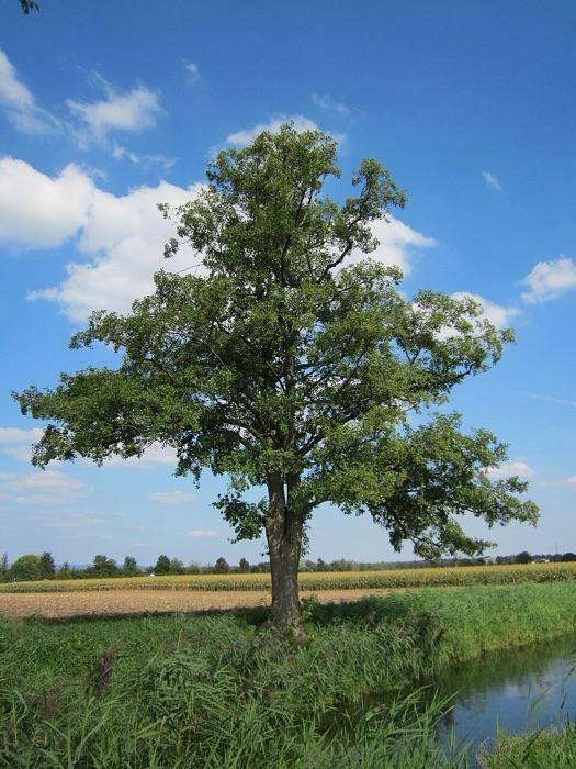 the alder