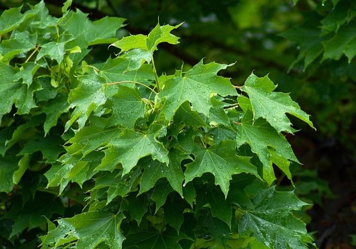 the maple