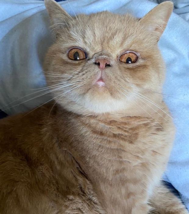 the Exotic Shorthair
