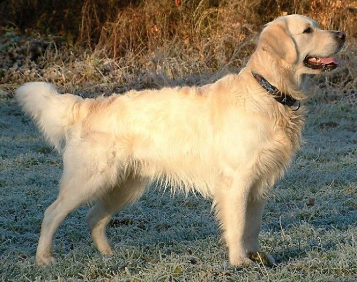 the Golden Retriever