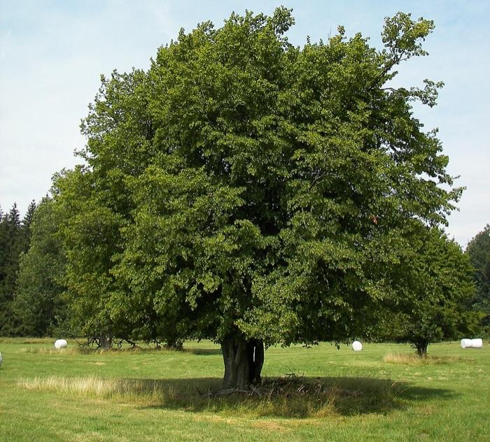 the hornbeam