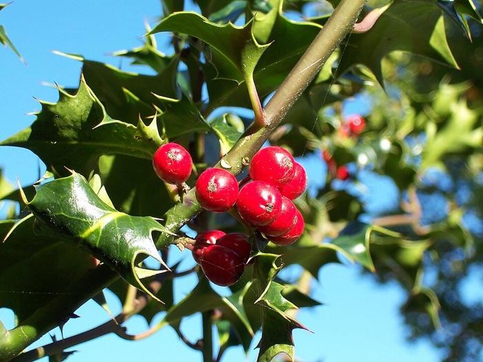 the holly