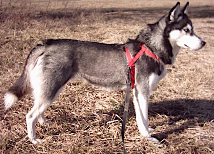 the Siberian Husky