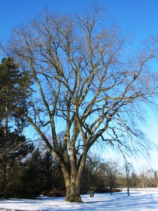 the elm