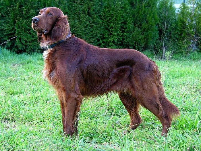the Irish Setter