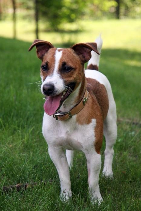 the Jack Russell Terrier