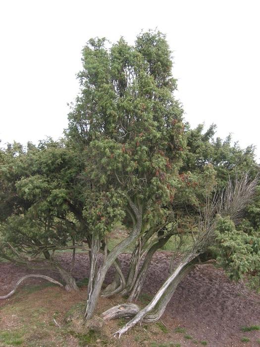 the juniper