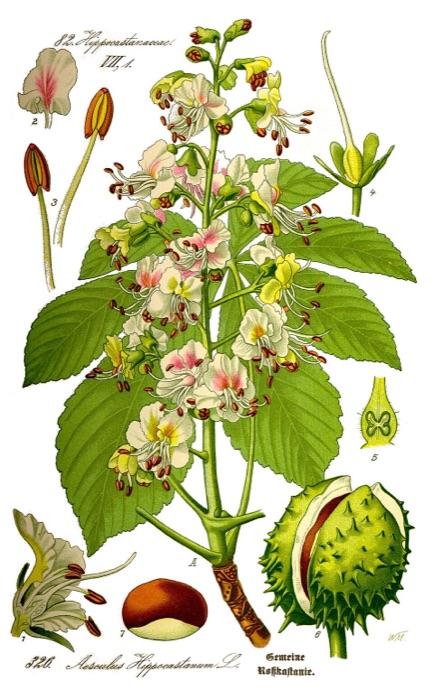 the chestnut