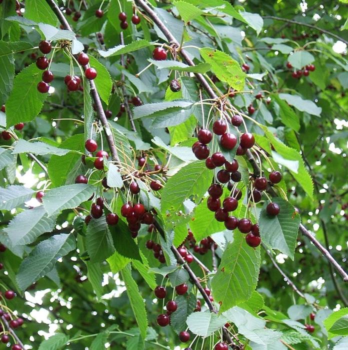 the cherry tree