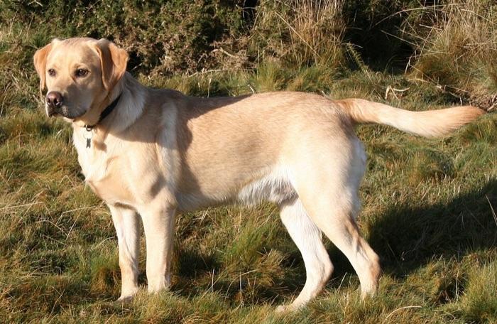 the Labrador