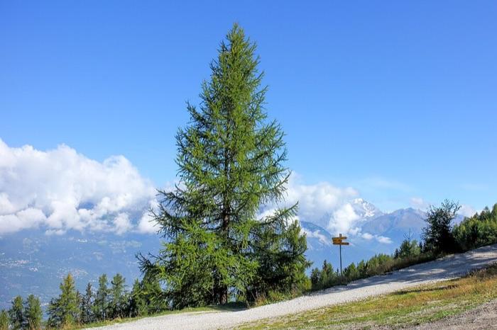 the larch