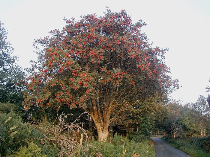 the rowan