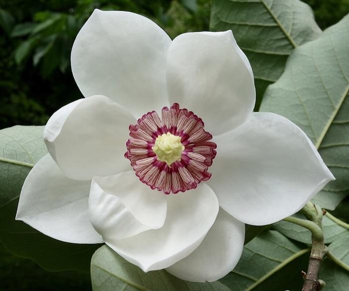 the magnolia