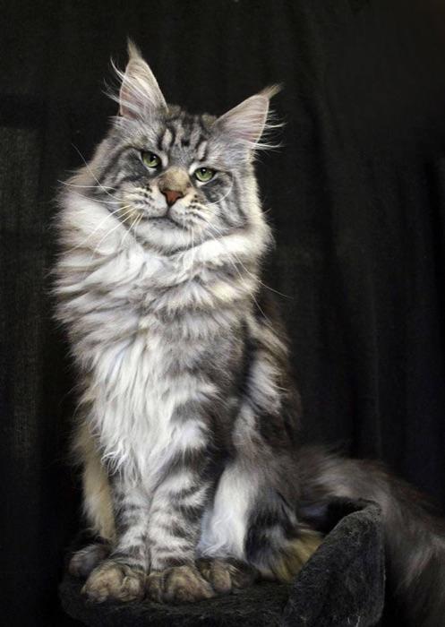 the Maine Coon