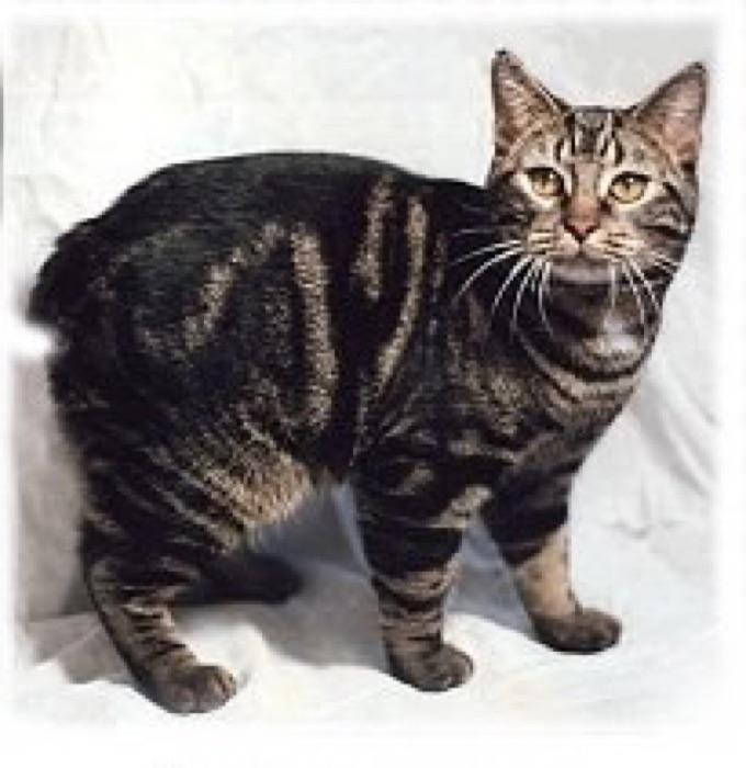 the Manx