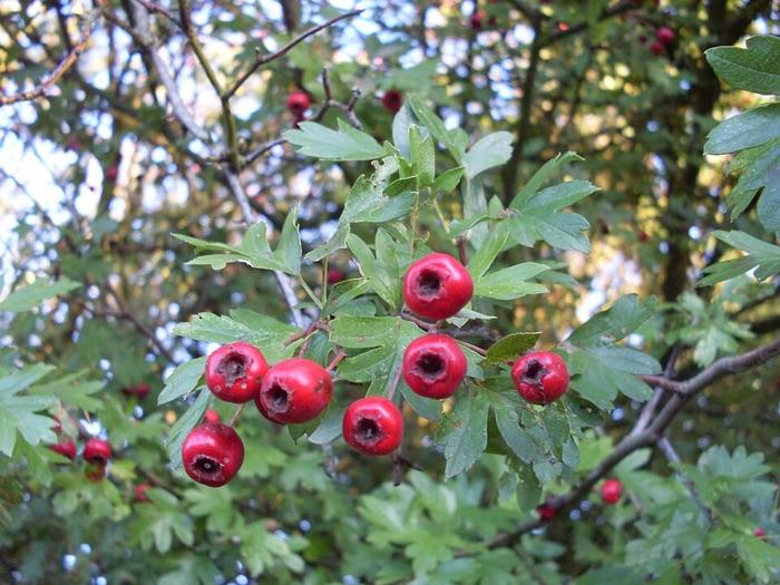 the hawthorn