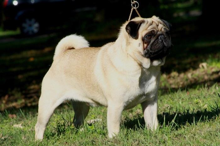the pug