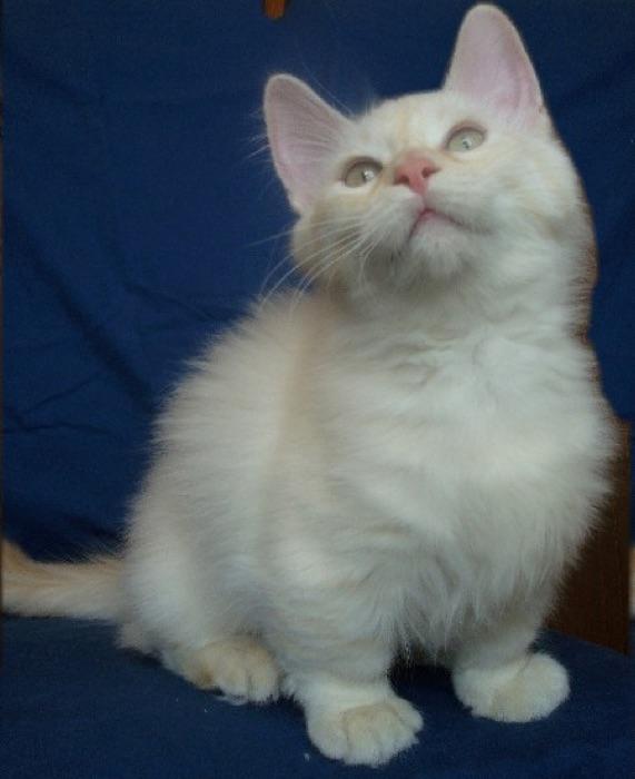 the Munchkin